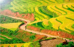 Tây Bắc ngày gặt