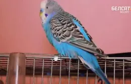 Vẹt tranh cử làm ông hội đồng 