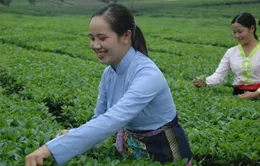 Huyền thoại vùng mỹ nữ trên đất Tổ (kỳ 1)
