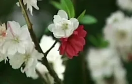 Lạ kỳ cây đào nở hoa 3 màu ở Trung Quốc