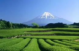 Shizuoka - ốc đảo bình yên của nước Nhật