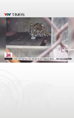 TP. Hồ Chí Minh: Phát hiện cơ sở nuôi nhốt trái phép nhiều cá thể hổ, báo, gấu