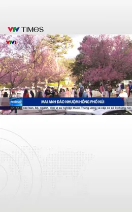 Mai anh đào bung nở phủ hồng phố núi Đà Lạt