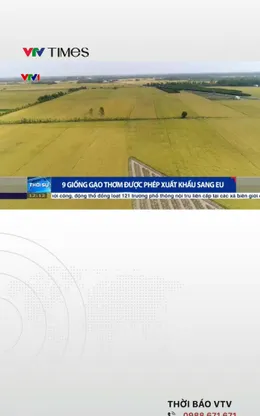 9 giống gạo thơm được phép xuất khẩu sang EU