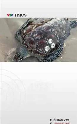 Nhiều loài sinh vật biển quý hiếm liên tiếp dạt vào bờ biển Lâm Đồng