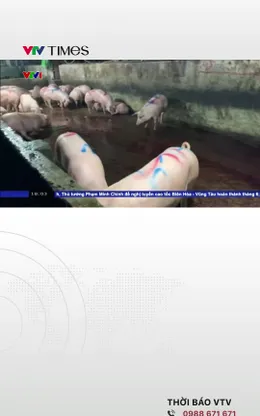 Tiếp tục làm rõ vụ án đưa lợn bệnh vào bếp ăn trường học