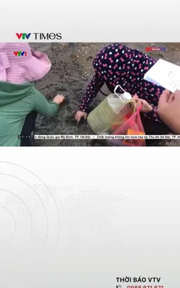 Chưa rõ nguyên nhân hàng trăm tấn ngao chết