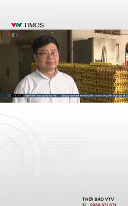 Trang trại sản xuất trứng gà thua lỗ nặng, có nơi 30 trứng chỉ 30.000 đồng