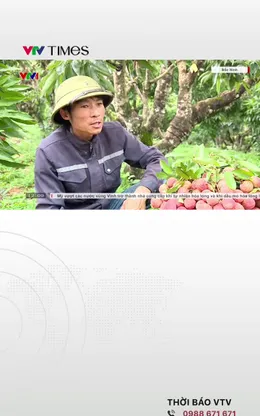 Bắc Ninh: Vải thiều vào vụ được giá, doanh thu đạt khoảng trên 2.600 tỷ đồng