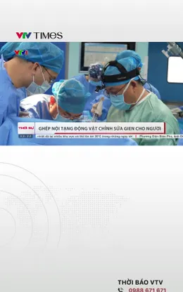 Trung Quốc: Thành công ghép gan và thận lợn biến đổi gien sang người 