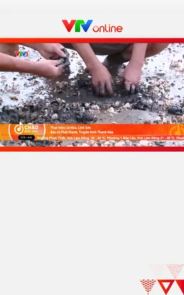 Thanh Hoá: 2.500 tấn ngao bị chết