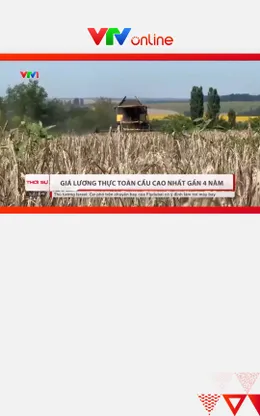 Giá lương thực toàn cầu cao nhất trong gần 4 năm