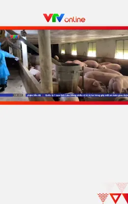 Hơn 10.000 tấn thịt lợn nhiễm chất cấm được đưa ra thị trường: Lỗ hổng nằm ở đâu?