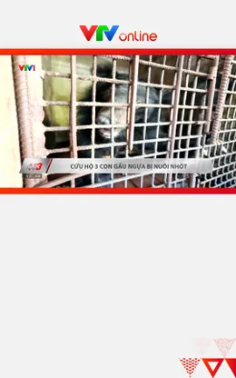 Giải cứu 3 cá thể gấu ngựa bị nuôi nhốt hơn 20 năm tại Hà Nội và Hải Phòng