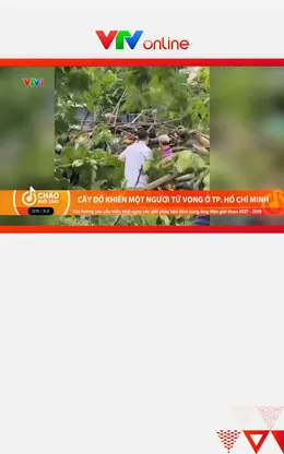 Cây đổ khiến một người tử vong ở TP. Hồ Chí Minh
