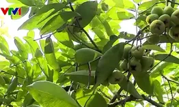 Làm du lịch từ vườn mận