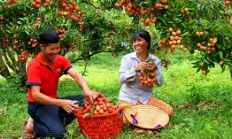 Vải vào vụ sớm, đơn hàng xuất khẩu tăng vọt