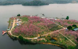 Hoa anh đào Nhật Bản khoe sắc trên long hồ Pá Khoang(Điện Biên)