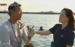 Trải nghiệm chế biến gỏi rong biển tại đảo Lý Sơn, Quảng Ngãi.