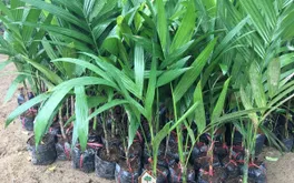 Rao bán cây cau giống ảo trên mạng, chiếm đoạt hàng trăm triệu đồng