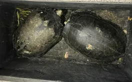 Bốn anh em ruột vào chùa trộm 9 con rùa, bán lấy 6 triệu đồng ở TPHCM