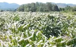 "Tuyết trắng" giữa đại ngàn: Du xuân mùa hoa cà phê