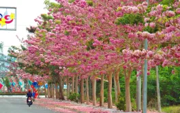 Con đường kèn hồng rực rỡ ở Sóc Trăng hút khách check-in mỗi độ tháng 3