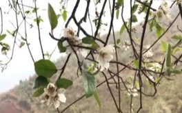 Mùa hoa sơn tra bừng nở, đánh thức vẻ đẹp vùng cao Xím Vàng