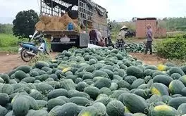 Nông sản rớt giá, dưa hấu Gia Lai “kẹt đầu ra”, nhiều nơi kêu gọi giải cứu