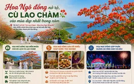 Hoa Ngô đồng khoe sắc, hút du khách đến Cù Lao Chàm