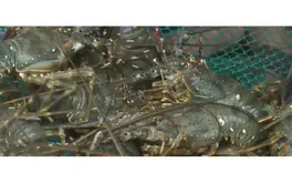 Xuất khẩu tôm hùm: Từ kỳ vọng kim ngạch đến tư duy phát triển bền vững