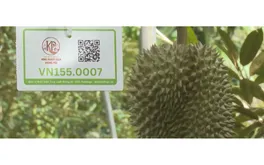 Sầu riêng Đắk Lắk và bài toán kinh tế bền vững