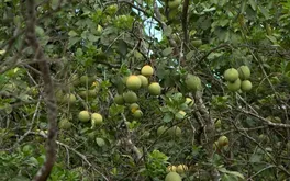 Thanh trà chết hàng loạt, ảnh hưởng sinh kế hàng trăm hộ dân