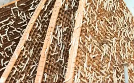 Dâu tằm Lâm Đồng: Đổi cách làm để giữ nghề