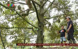 Sầu riêng đạt sản lượng kỷ lục, áp lực đầu ra gia tăng tại Đắk Lắk