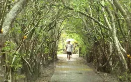 Sắc vàng thu Rú Chá