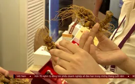 Đưa cây sâm Ngọc Linh đến gần hơn thị trường quốc tế