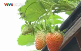 Lâm Đồng định vị thương hiệu địa phương qua sản phẩm đặc trưng
