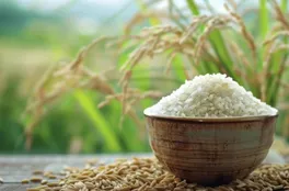 Bản tin nông sản hôm nay (11-5): Giá cà phê và hồ tiêu cùng tăng