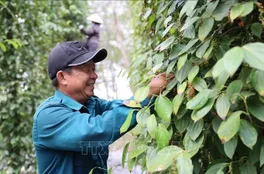 Bản tin nông sản hôm nay (17-5): Giá hồ tiêu tiếp tục đi ngang