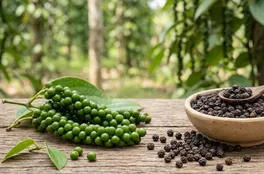 Bản tin nông sản hôm nay (16-6): Giá hồ tiêu ổn định