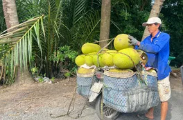 Trái cây lại rơi vào cảnh được mùa mất giá