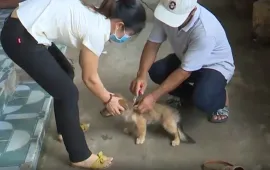 Đồng Nai tiếp tục ghi nhận ổ dại trên chó hoang ở huyện Vĩnh Cửu