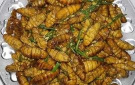 Sốc phản vệ nặng sau khi ăn nhộng tằm