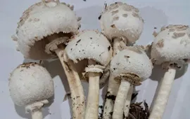 Cảnh báo ngộ độc nấm hoang mùa mưa