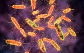 Tìm ra ‘thủ phạm’ không thể ngờ gây bệnh nhiễm khuẩn Salmonella tại Mỹ