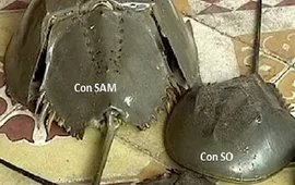 Ăn nhầm so biển, người đàn ông bị liệt cơ hô hấp suýt tử vong