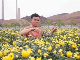 Flower villages enter final sprint for Tet season