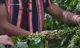 Gia Lai đẩy mạnh sản xuất cà phê đặc sản