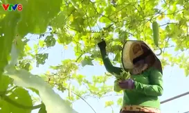 Phát triển bền vững làng rau ở Đà Nẵng